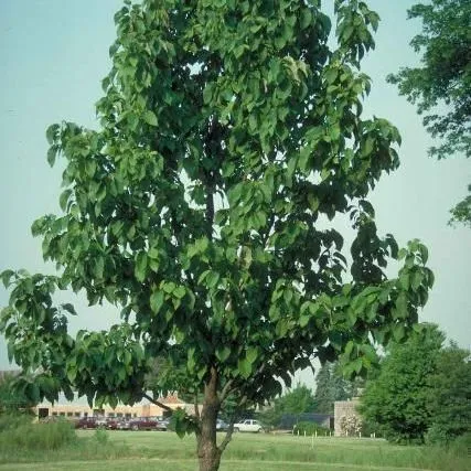 thumbnail for publication: Magnolia acuminata: Cucumbertree